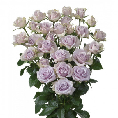 Роза Сиреневая Кустовая (60 см.) фото