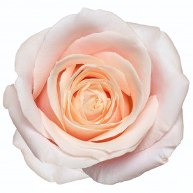 Роза Светло-Розовая (80 см.) фото