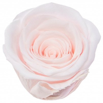Роза Светло-Розовая (5-6 см.) стабилизированная фото