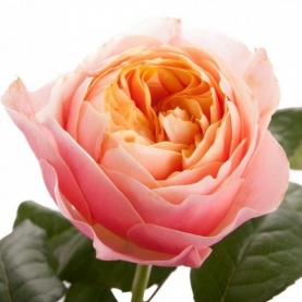 Роза Вувузела (40 см.) фото