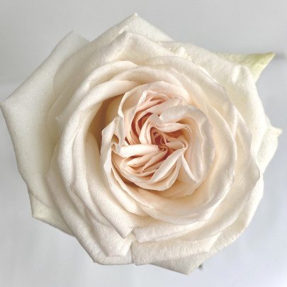 Роза Вайт Охара (50 см.) фото