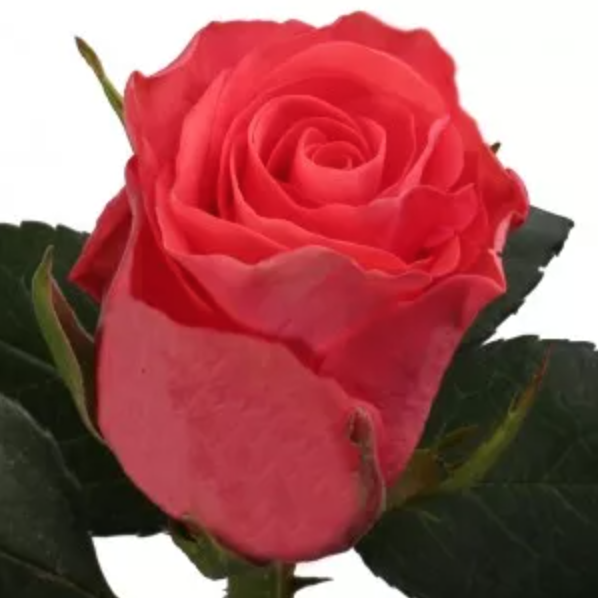 Роза Ярко-Коралловая (30-40 см.)