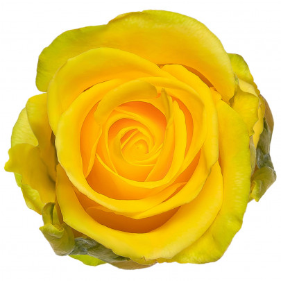 Роза Пенни Лейн 40 см. оптом (1 штука) А2 фото