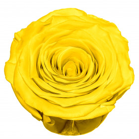 Роза Желтая (5-6 см.) стабилизированная фото