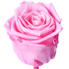 Роза Brigth Розовая (4-5 см.) оптом стабилизированная (1 штука) фото