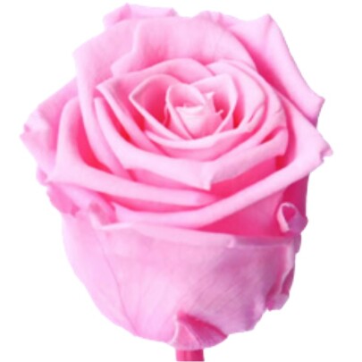 Роза Brigth Розовая (4-5 см.) оптом стабилизированная (1 штука) фото