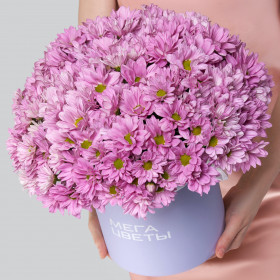 15 Розовых Кустовых Хризантем Ромашка в коробке фото