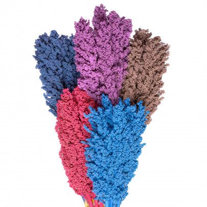 Сорго микс сухоцвет (1 ветка) фото изображение 2