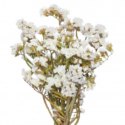 Статица Белая сухоцветы (1 ветка) фото