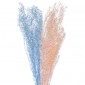 Тласпи Мини сухоцвет (1 ветка) фото