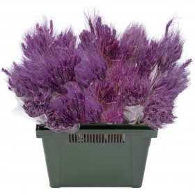 Тритикум Фиолетовый с остями сухоцвет оптом (1 штука)фото