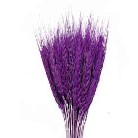 Тритикум Фиолетовый с остями сухоцвет оптом (1 штука)фото