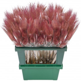 Тритикум Розовый с остями сухоцвет оптом (1 штука) фото