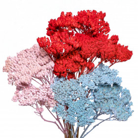 Тысячелистник микс сухоцвет (1 ветка) фото