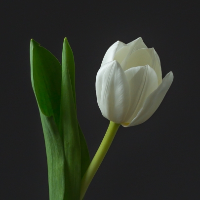 Тюльпан белый фото изображение 2