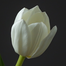 Тюльпан белый фото
