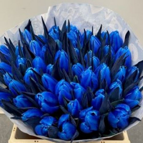 Тюльпан Синий фото