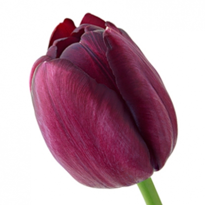 Тюльпан Бордовый фото