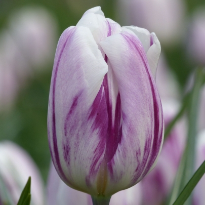Тюльпан Бело-Сиреневый фото