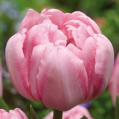 Тюльпан Пионовидный Розовый фото
