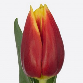 Тюльпан Красно-Желтый фото