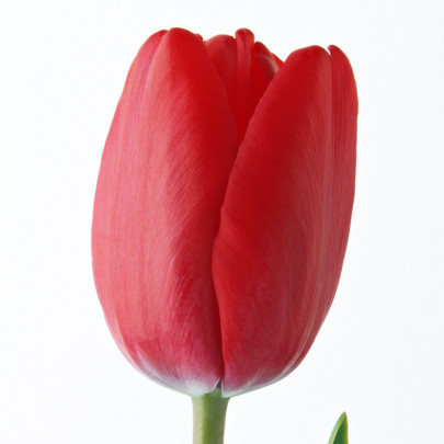 Тюльпан красный поштучно фото