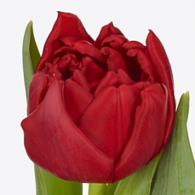 Тюльпан Красный Пионовидный фото