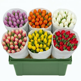 Тюльпан Микс оптом (1 штука) фото