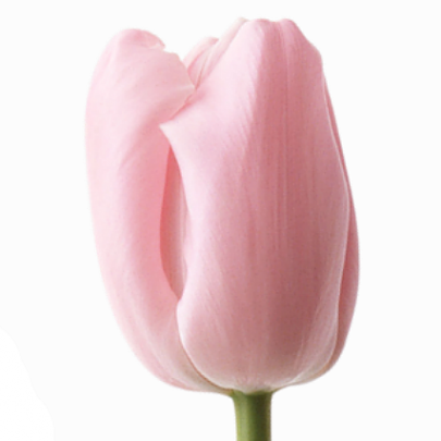 Тюльпан Светло-Розовый фото
