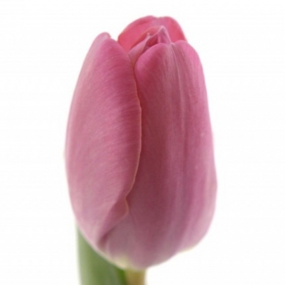 Тюльпан Розовый фото