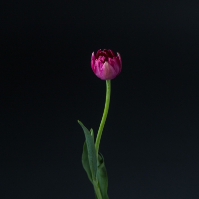Тюльпан Фиолетовый Пионовидный фото изображение 2
