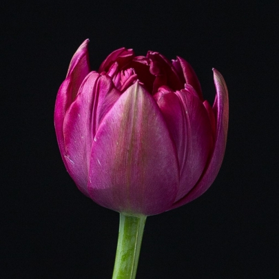 Тюльпан Фиолетовый Пионовидный фото
