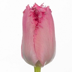 Тюльпан Махровый Розовый фото