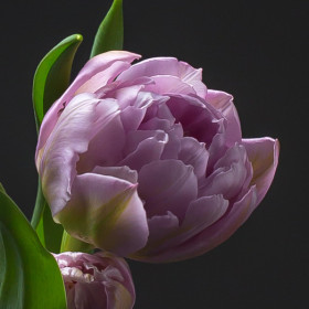 Тюльпан Сиреневый Пионовидный фото