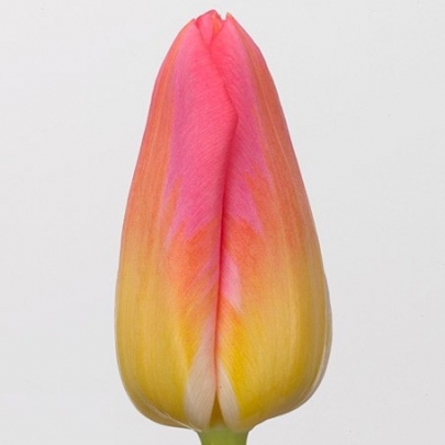 Тюльпан Желто-Розовый фото