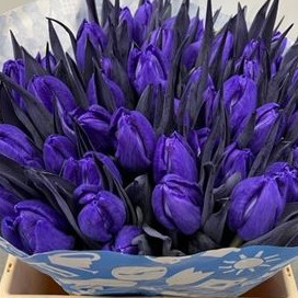 Тюльпан Виолет фото