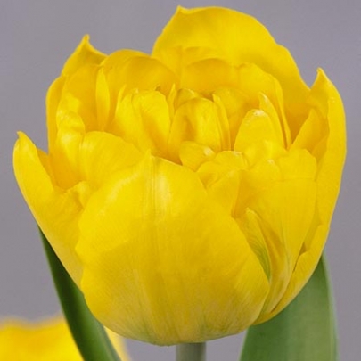 Тюльпан Желтый Пионовидный фото