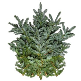 Пучок Веток Ели (Пихта Нобилиса) А1- опт