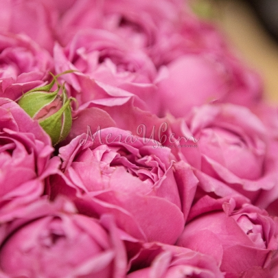 35 Кустовых Пионовидных Розовых Роз (40 см.) в коробке фото изображение 3