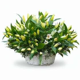 25 Восточных Белых Лилий Замбези в корзине фото