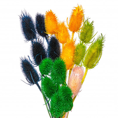 Ворсянка средняя микс сухоцвет (1 ветка) фото