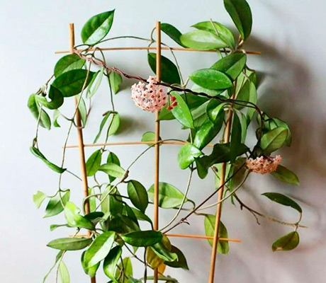 ТОП 15 цветущих растений для дома | Luxury Plants