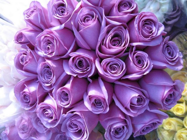 Самые интересные сорта роз – синие, радужные, черные l megacvet24.ru