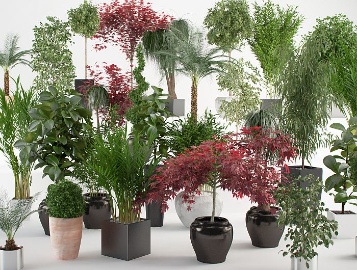 10 полезных комнатных растений, которые выделяют много кислорода