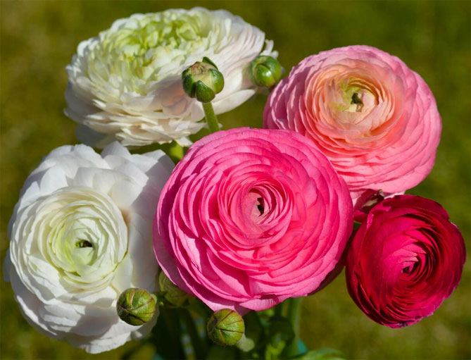 Как называются цветы, похожие на розы | Описание и фото растений
