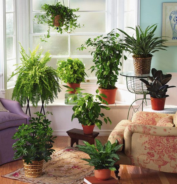 Какие комнатные растения можно держать в квартире