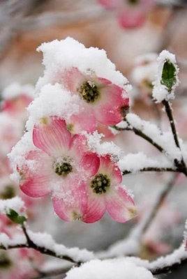Цветок зимник - 66 фото