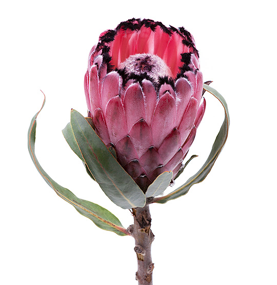Протея артишоковая цветок (59 фото)