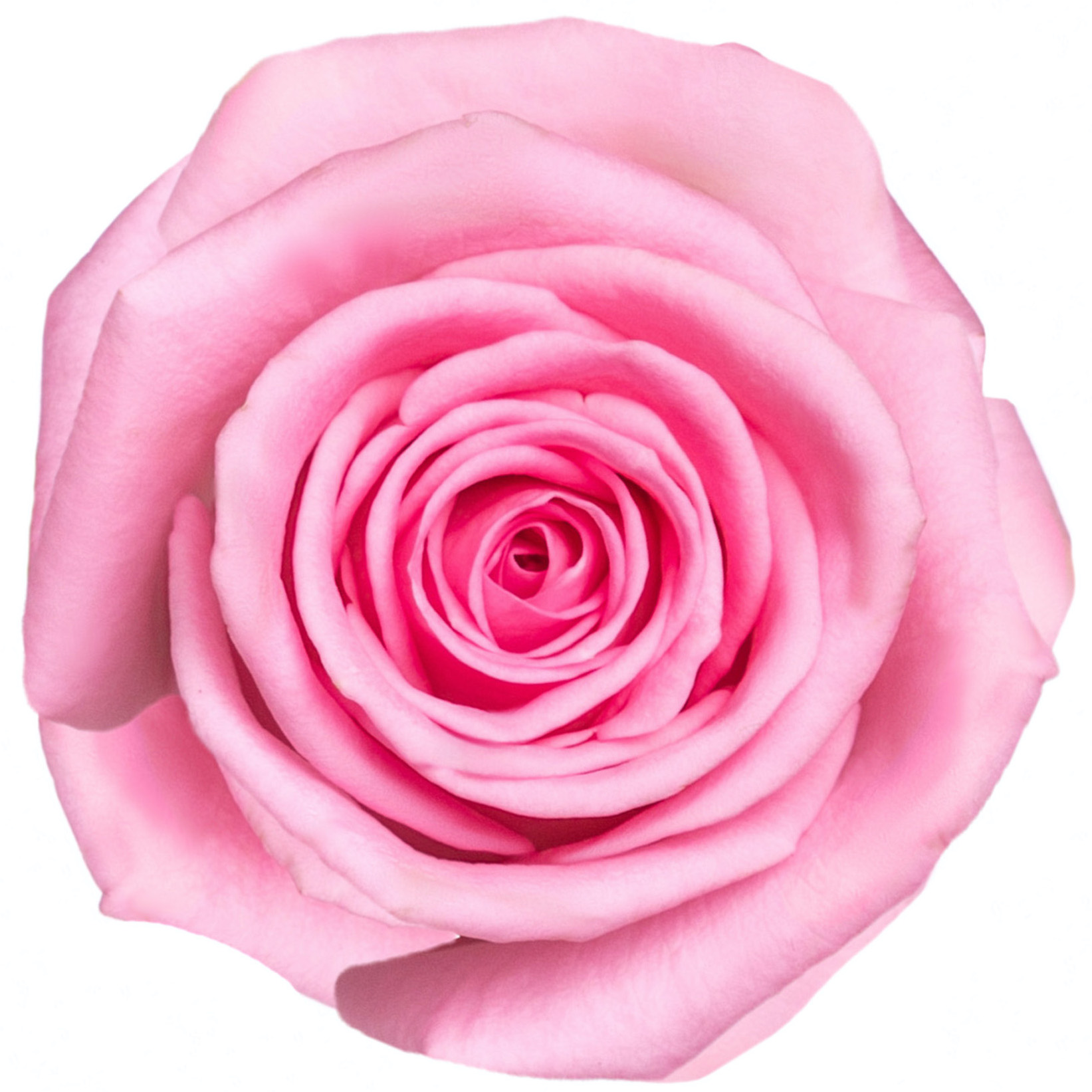 Розы оптом – закажите цветы в интернет-магазине Мегацвет24